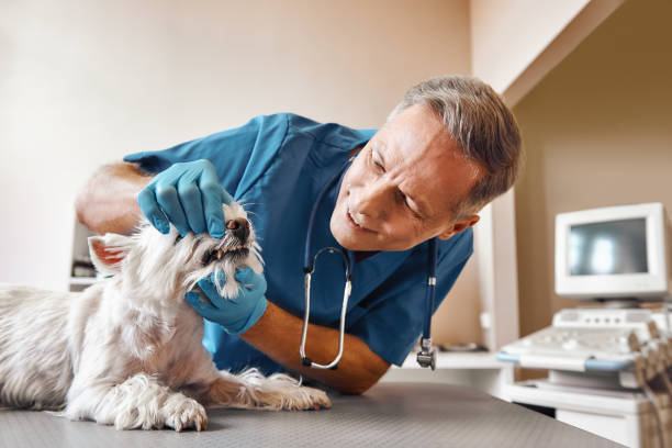 Best Weekend Emergency Dentist in Timnath, CO